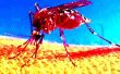 Mosquito Killing estanque - rápido y barato! 