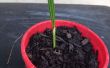 Fácil manera a crecer plántulas usando un gusano granja