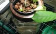 Acuaponia pequeña para el pequeño presupuesto