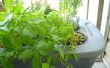 Soluciones a los problemas de cultivo hidropónico (falta de apoyo de planta de raíz)