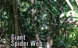 Tela de araña gigante