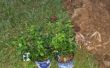 Plantar un arbusto de la baya azul