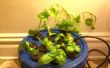 Hacer copias de la vida de sus plantas preferidas&period;&period;&period; Automagicallly