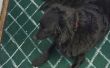 Mat prueba de tropiezo para los due&ntilde;os de mascotas