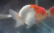 Determinar el sexo de los Goldfish