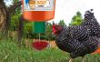Alimentador automático de pollo