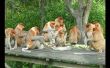 Monos hambrientos: dónde conseguir comida para menos de $10 en el muelle 9