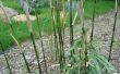 Barrera de bambú (banda transportadora reciclado)