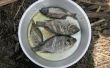 Comer especies invasoras: Zambia Pan frito Tilapia
