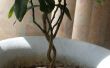 Crecer su propio Mini árbol escultura