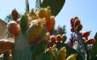 Cómo comer el nopal, también conocido como fruta de cactus, también conocido como atún