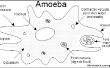 El temido Virus de Ameba