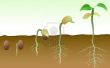 Proceso de germinación en diversos medios de crecimiento