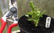 Poda y protección ' Super picante ' pimienta de plantas para el invierno