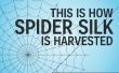 Cómo se cosecha la seda de araña
