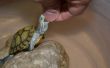 Cómo limpiar un tanque de tortugas acuáticas