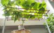 Cómo cultivar pepino en interiores