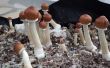 Guía del principiante para cultivo de hongos