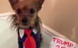 Donald Trump perro traje