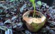 Cómo hacer una maceta de coco joven ecológico