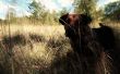 Hound al sabueso de los Baskerville: mascota foto editar