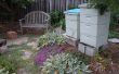 Las abejas de patio trasero en los suburbios