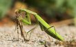 Cómo criar a los Mantis religiosa bebé