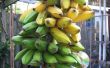 Fritas de plátano verde