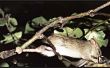 Eliminación de ratas de árbol