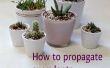 Cómo propagar plantas suculentas