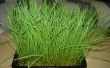 Cultivar tu propio wheatgrass