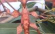 Teniendo cuidado de australiano espinoso hoja insectos