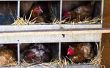 Criar sus gallinas por las cooperativas de construcción con diferentes planes de Coop de pollo