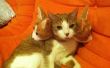 3 cabeza gato