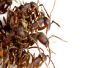 Recoger las colonias de hormigas con las hormigas de ejército