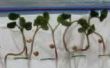Cómo hacer crecer plantas en una bolsa de plástico
