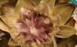 BRICOLAJE hacer una flor de loto use alcachofa hojas
