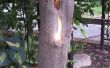 Luz de acento de la extremidad del árbol
