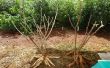 Cómo plantar mandioca \ Yuca \ Tapioca