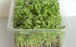 Cultivo de girasol Micro Greens en una caja plástica de ensalada