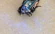 Controlar una cucaracha con Arduino de bajo $30