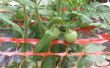 Pabellón de jardín para tomates