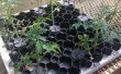 El increíble Collar de plantas (germinación) de acuaponia e hidroponía