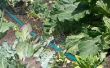 Veggie Garden madurador manguera riego
