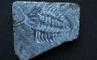 Fósiles de 0,00001 años
