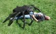 ARA&Ntilde;A gigante