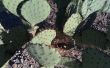 Plantar un Cactus de pera espinosa