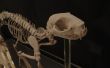 Esqueleto de gato impresión 3D
