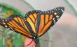 Las mariposas monarca - Huevo a la mariposa