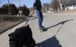 Skatejoring con perros